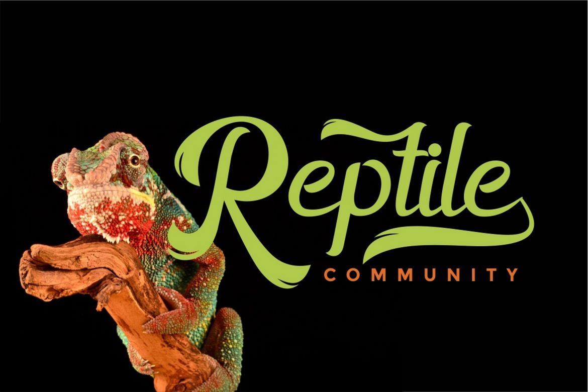 Horstail Display Font - view 3