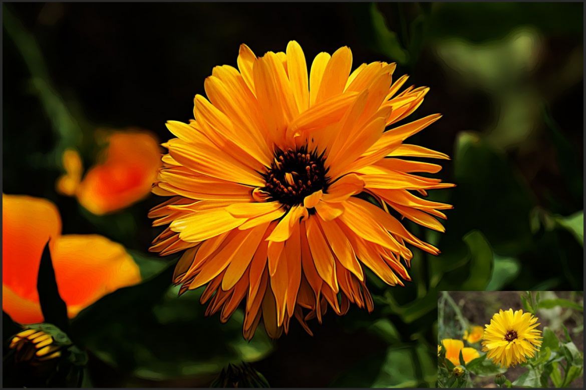 Photo Paint Effect Photoshop Action - view 5