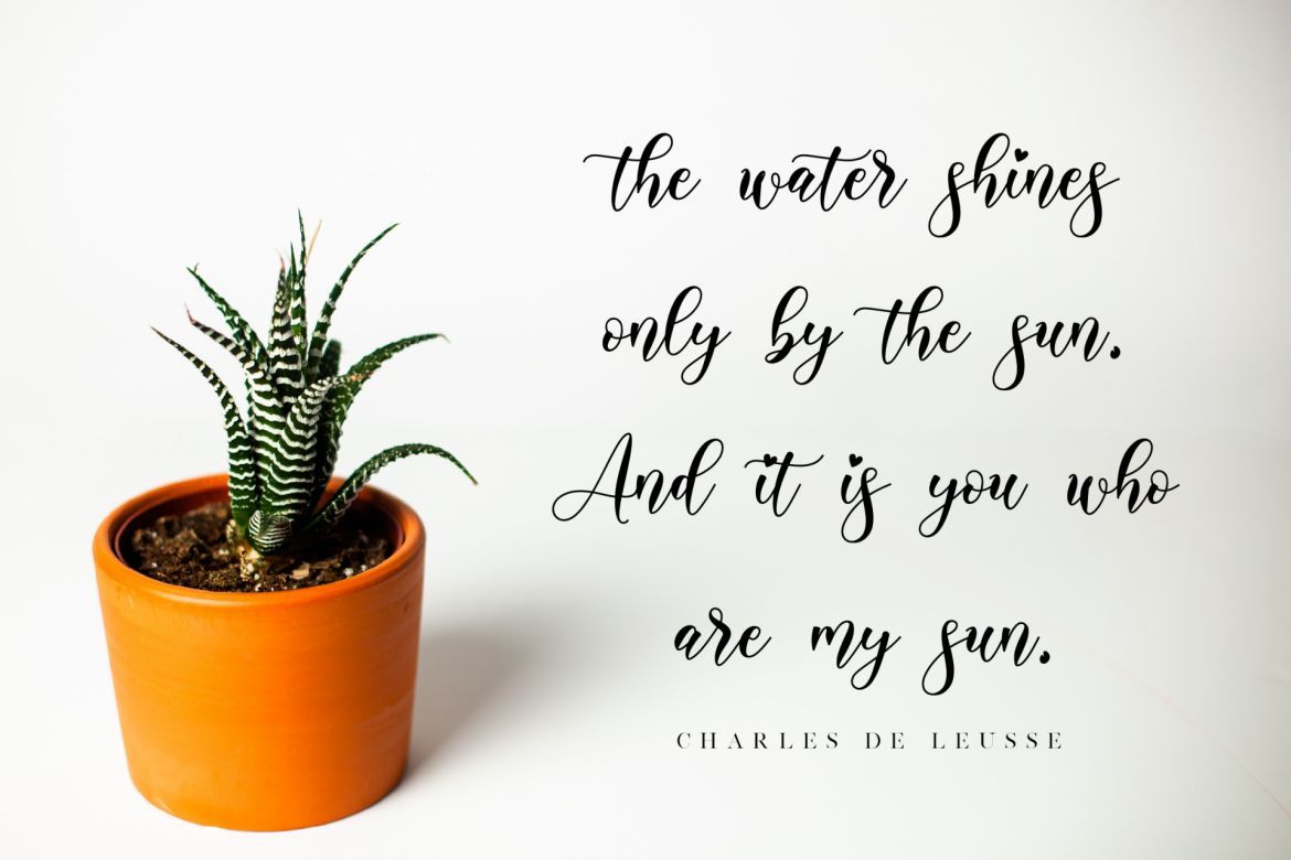 Alyanda Script - view 9