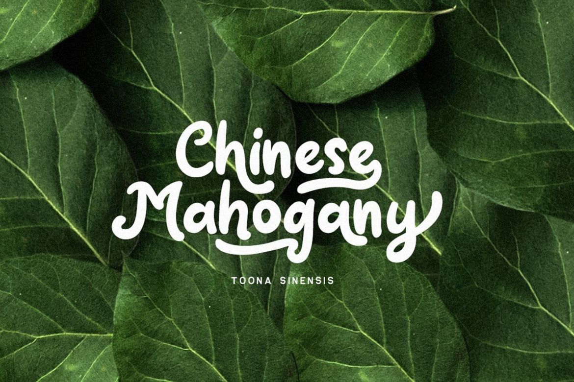 Claytonia Funny Script alternate