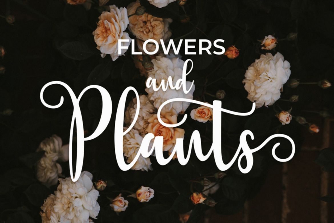 Berlin Script - view 7