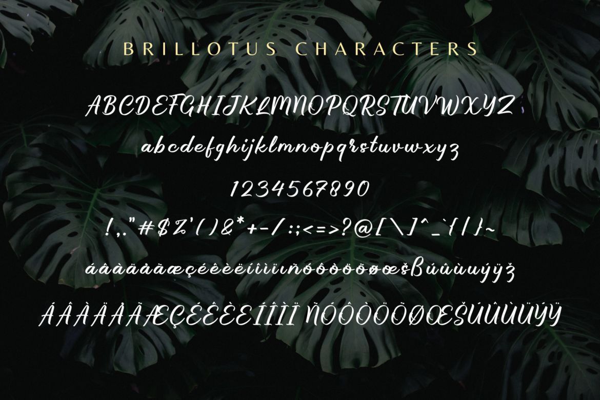 Brillotus Script - view 10