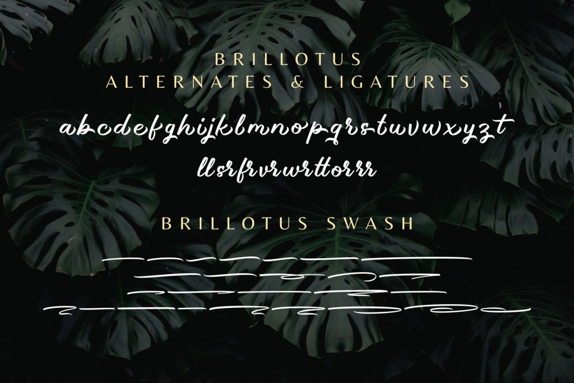 Brillotus Script - view 11