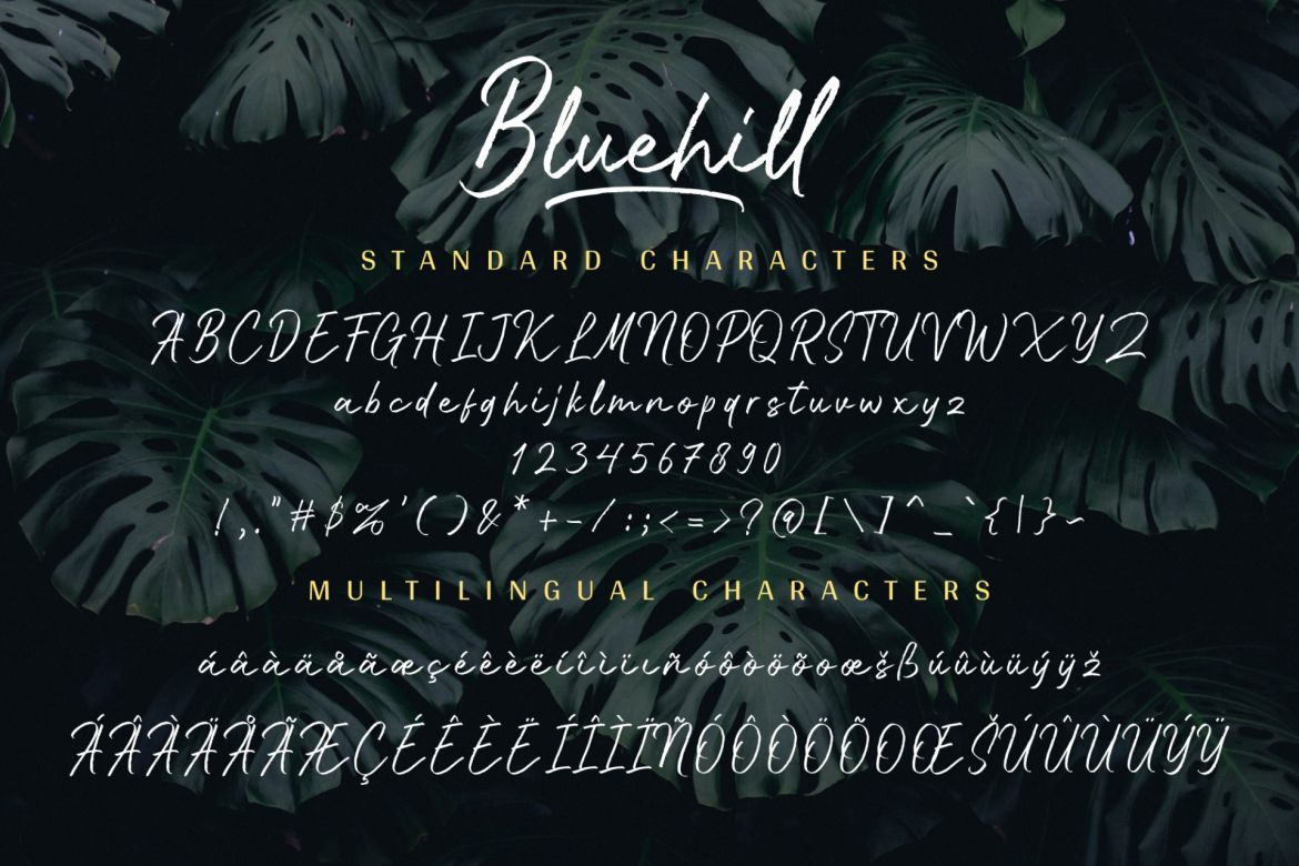 Bluehill Script - view 11