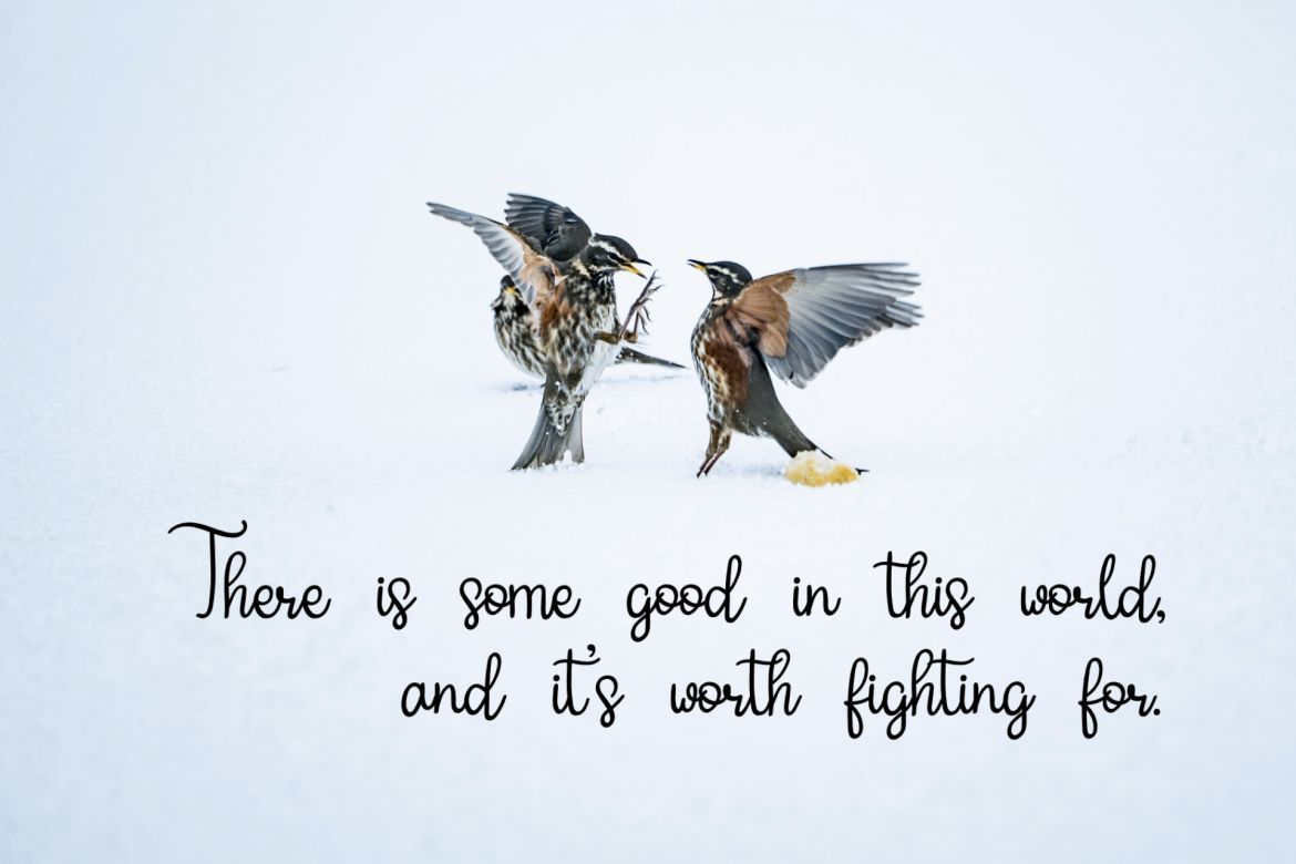 Shellia Script - view 3