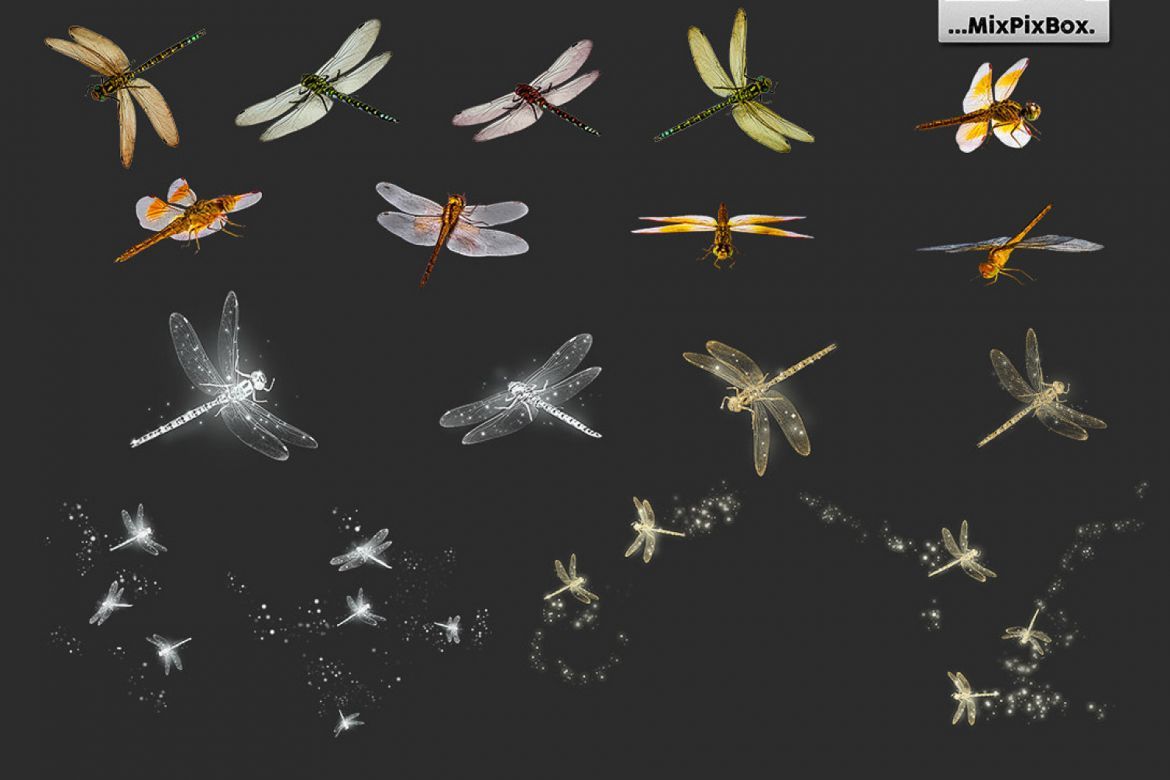 Dragonfly Photo Overlays - view 5