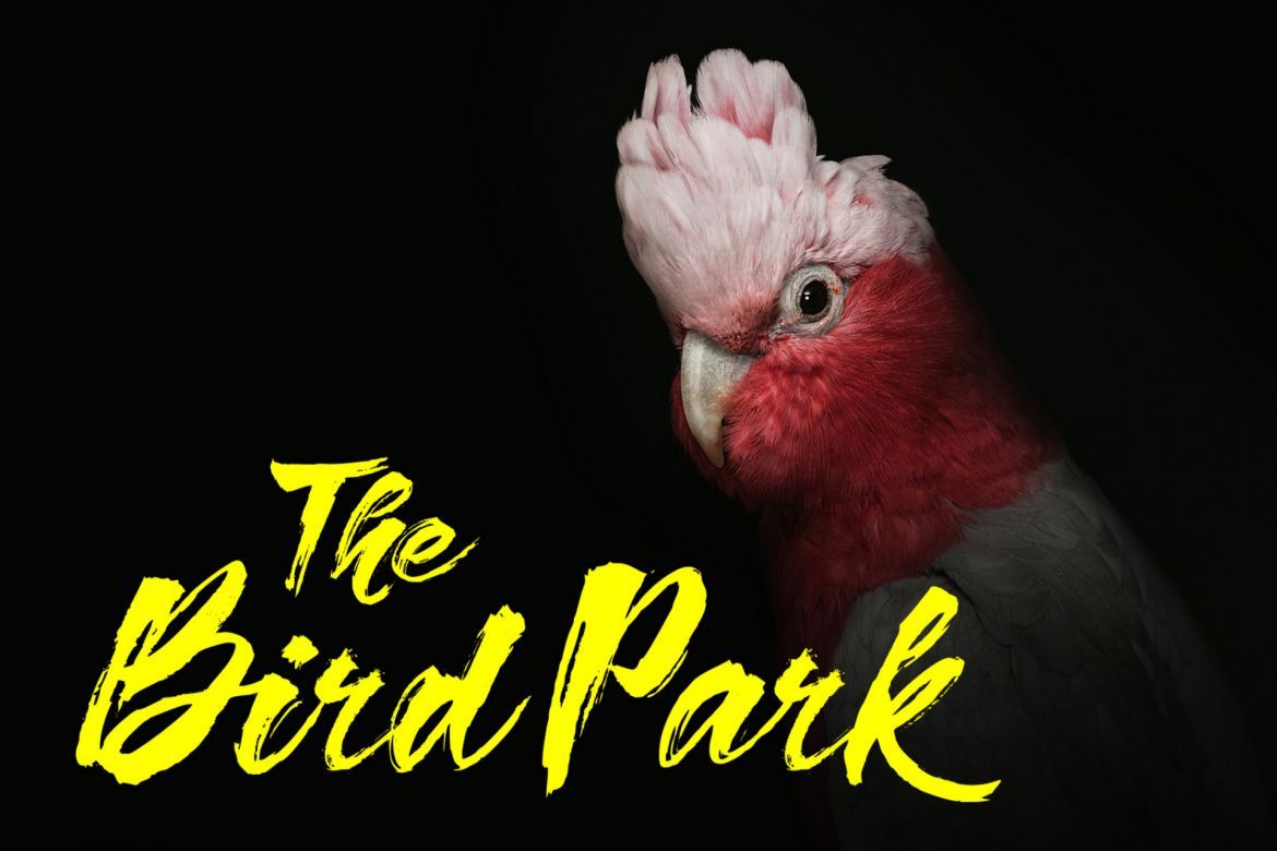 Hardy Blow Brushstroke Font - view 5