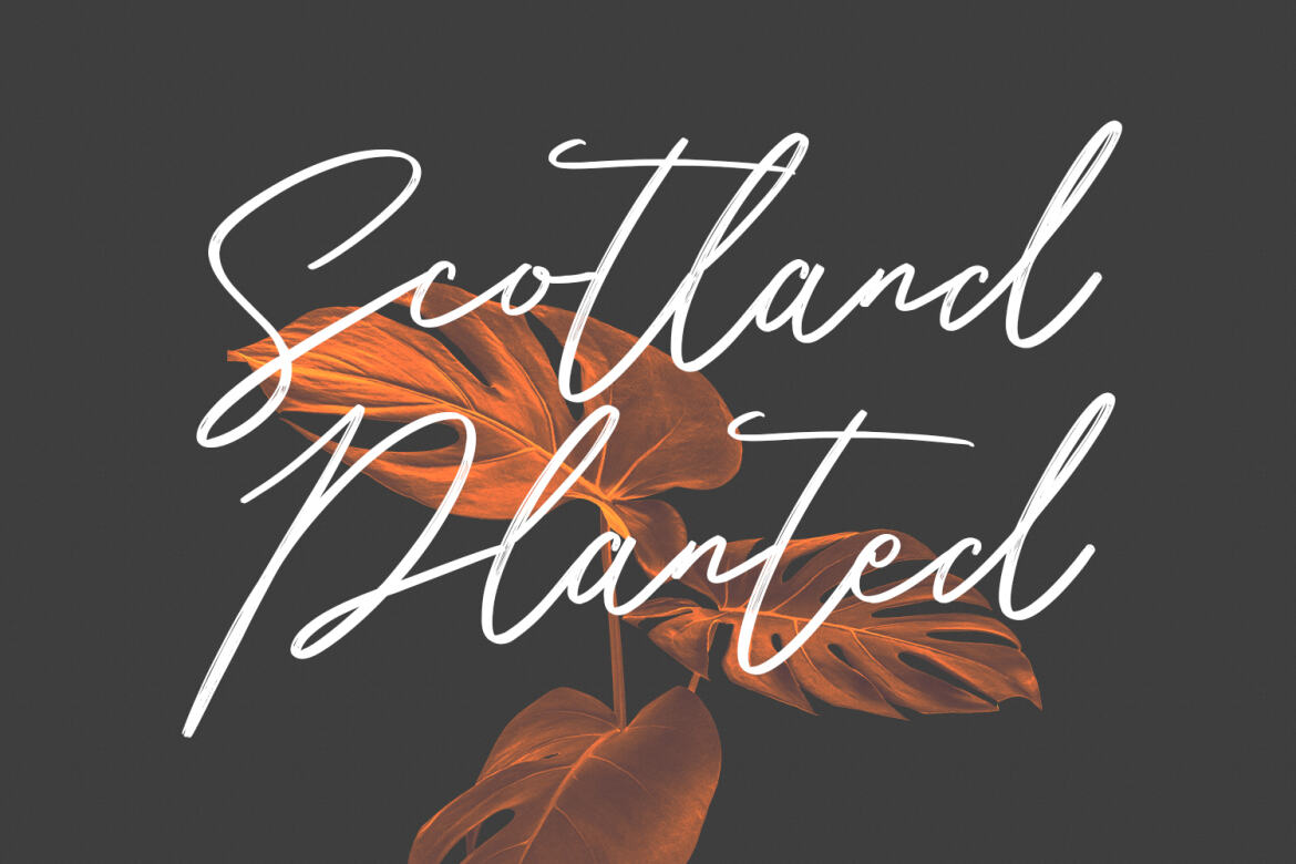 Belostika FREE Brush Script - view 3