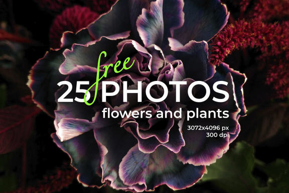 25 Free Photos - Flowers & Plants