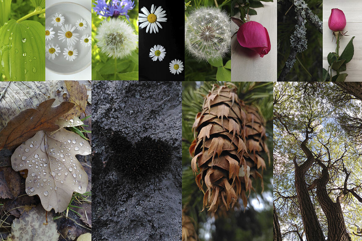 25 Free Photos - Flowers & Plants - view 3