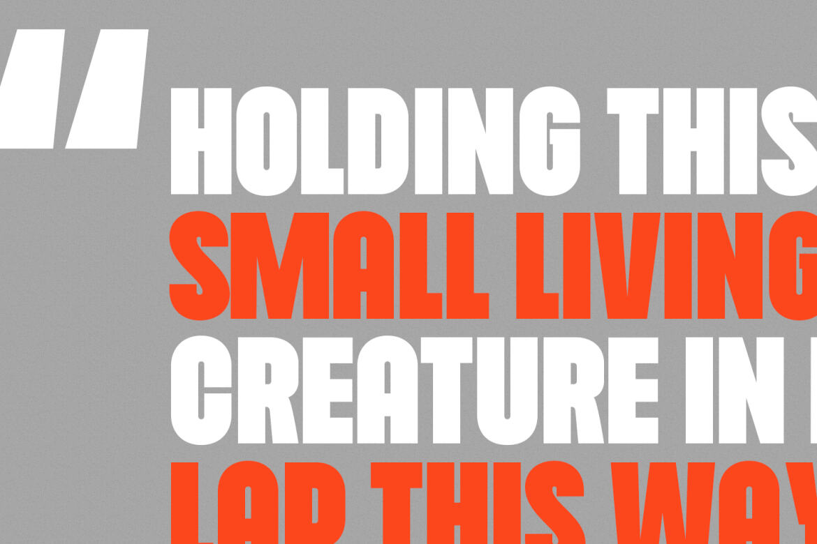 Cogney Sans Serif FREE Font alternate