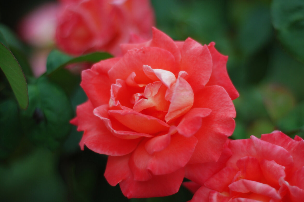 63 Free Photos - Flowers - view 4