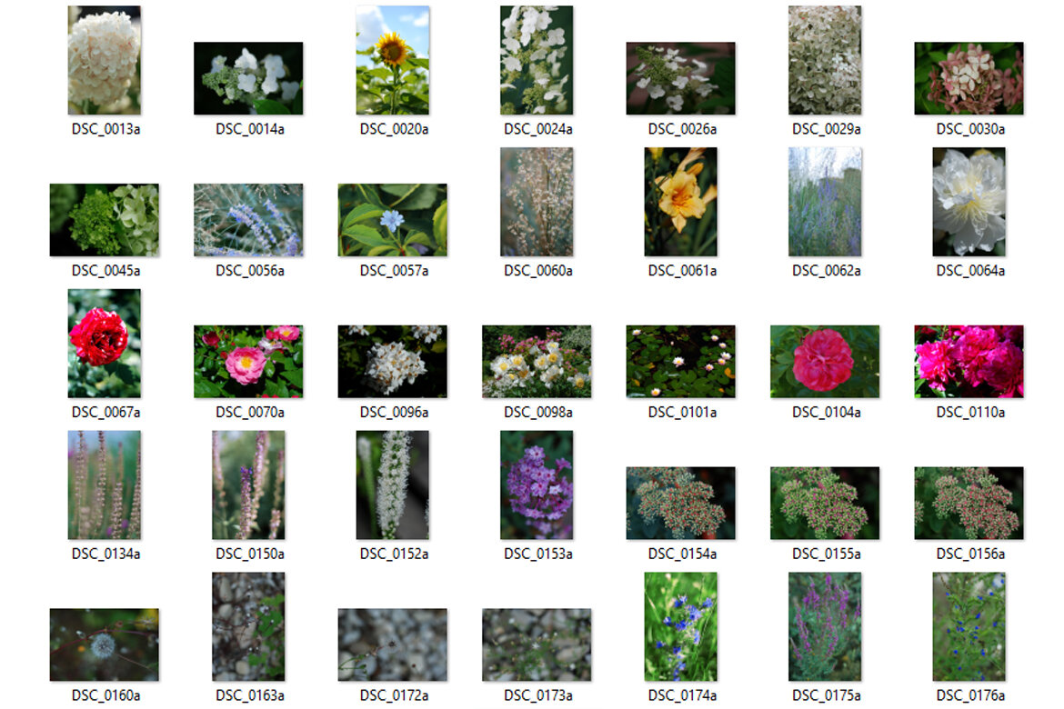 63 Free Photos - Flowers alternate