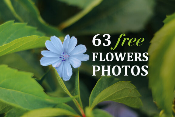 63 Free Photos - Flowers