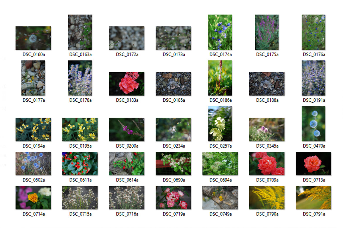 63 Free Photos - Flowers - view 3