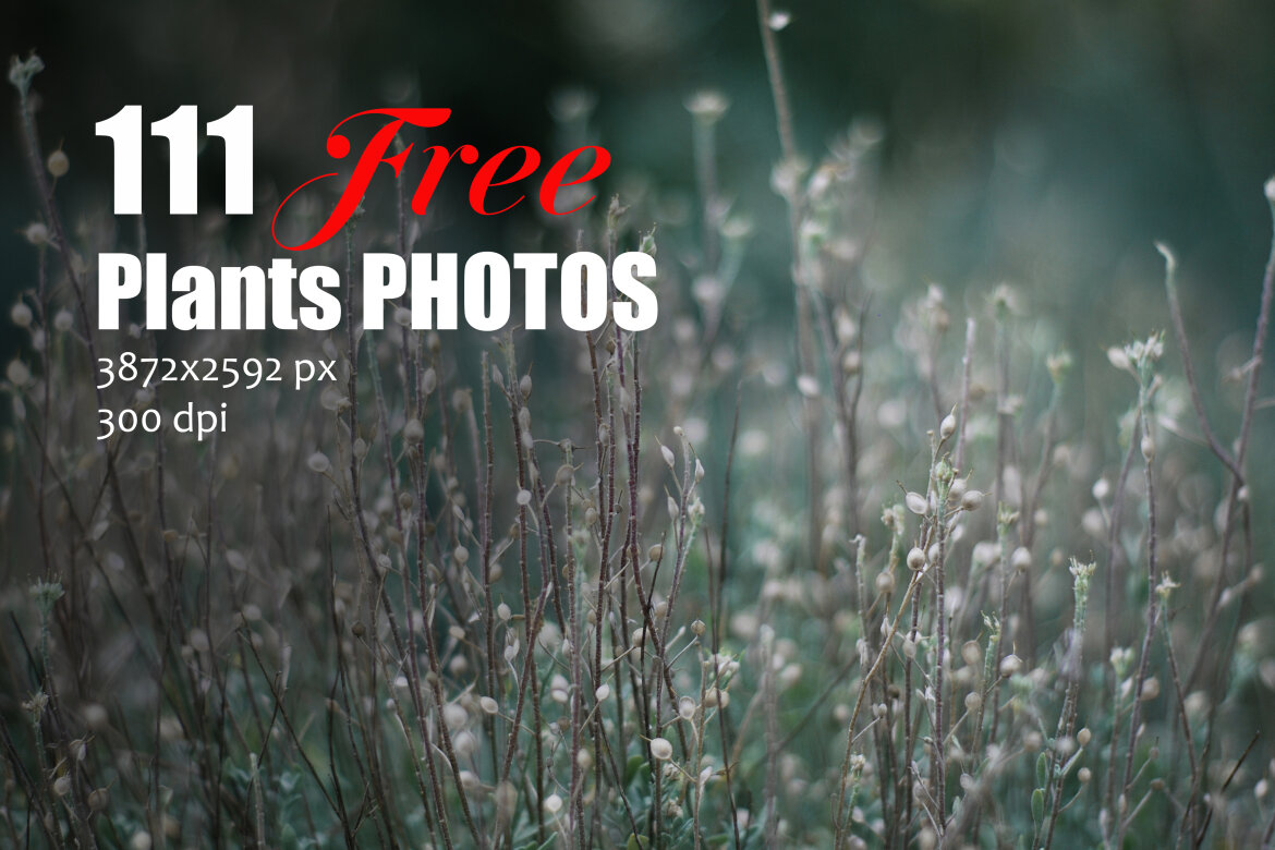 111 Free Photos - Plants - view 5