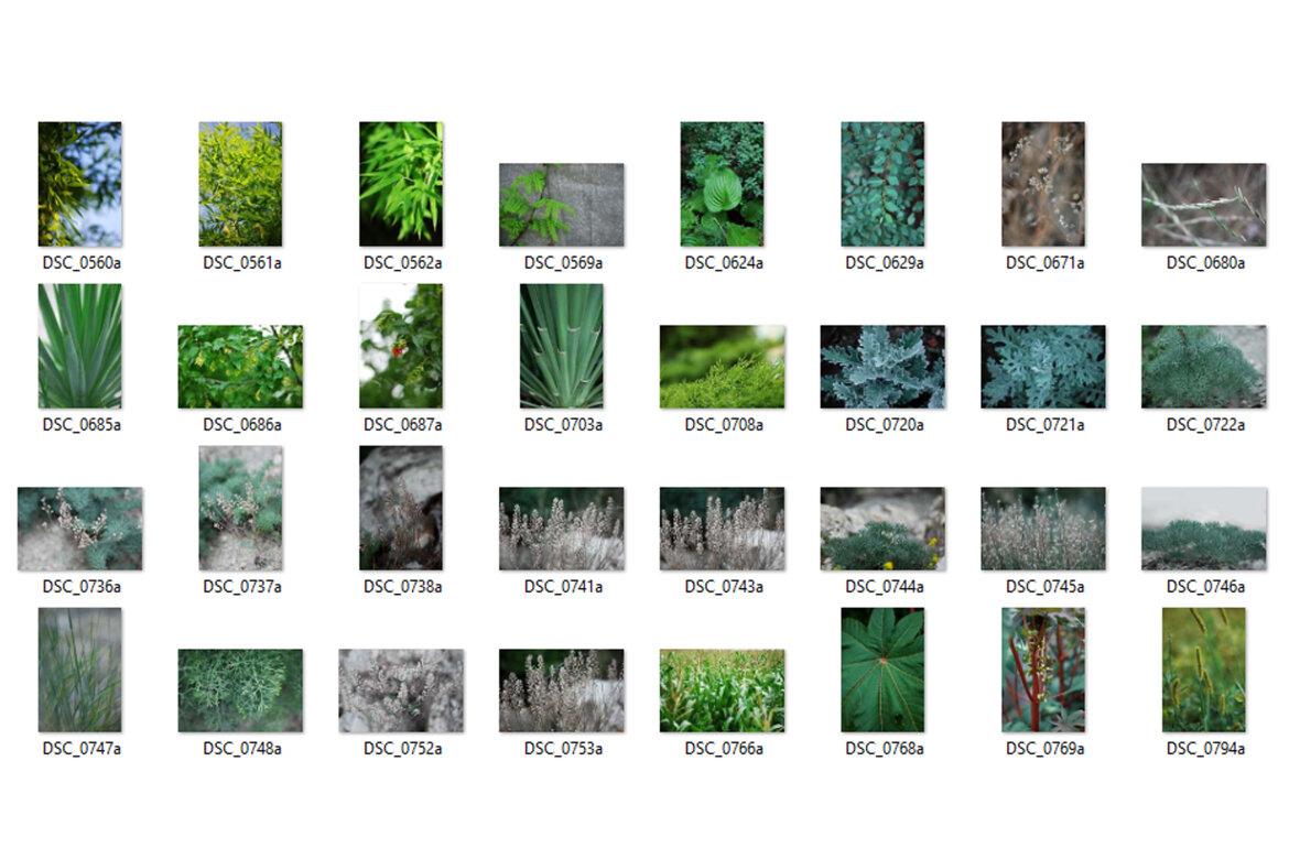 111 Free Photos - Plants - view 4