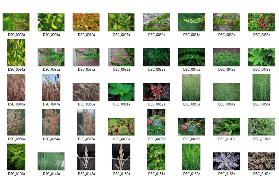 111 Free Photos - Plants alt
