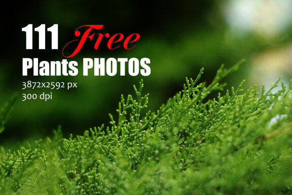 111 Free Photos - Plants