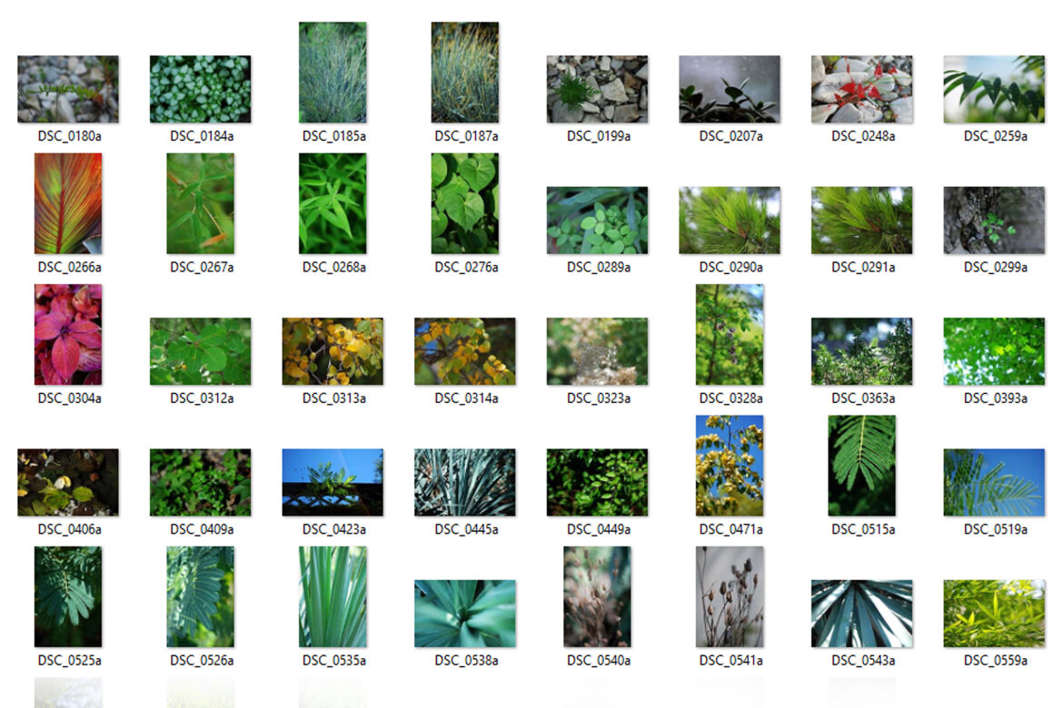 111 Free Photos - Plants - view 3