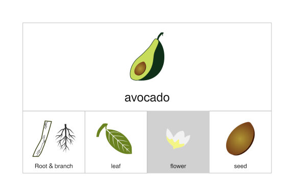 Avocado Elements