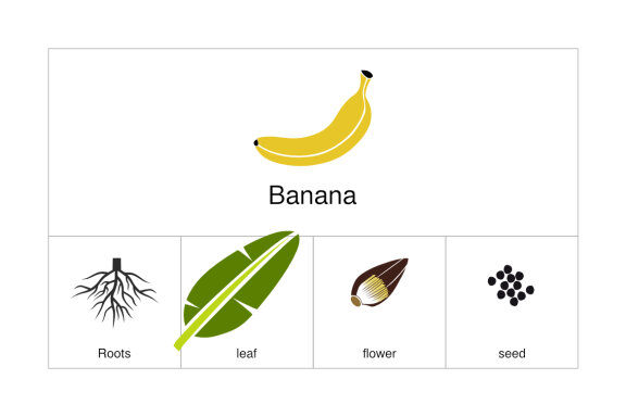 Banana Elements