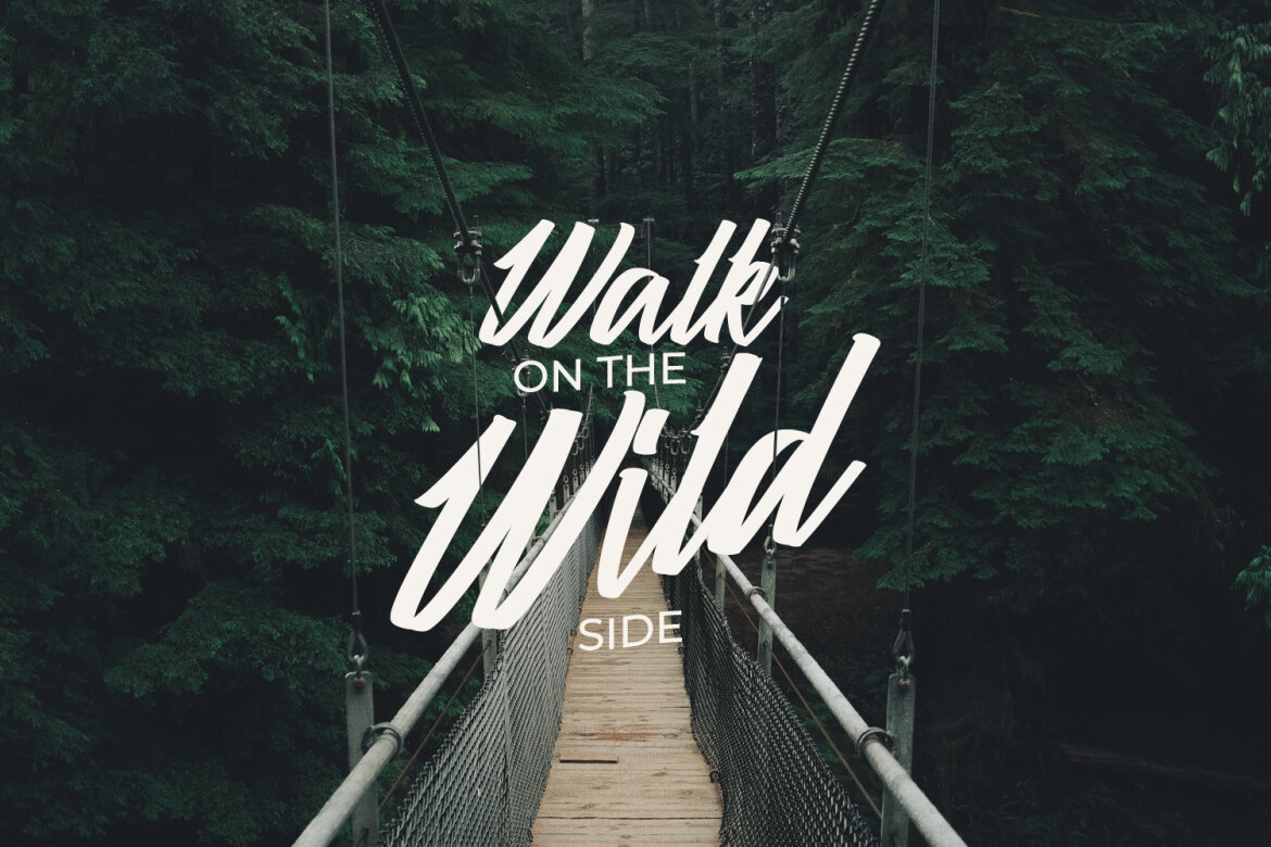 Calisher FREE Script Font - view 6