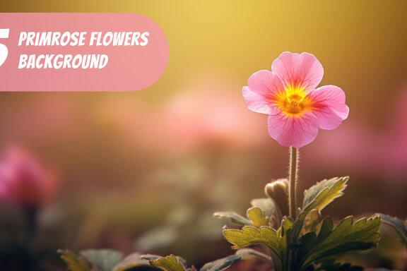 4 Free images of primrose flowers with blurred background