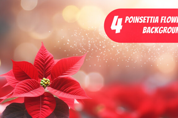 4 Free images of poinsettia flowers with blurred background