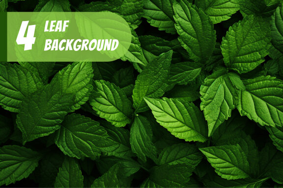 4 Images of leaf FREE backgrounds