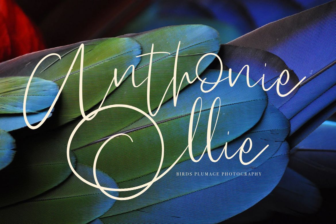 Hogart Script - view 8