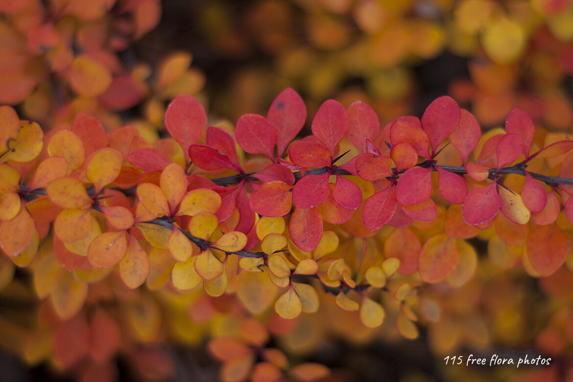 115 FREE Flora Photos - view 6