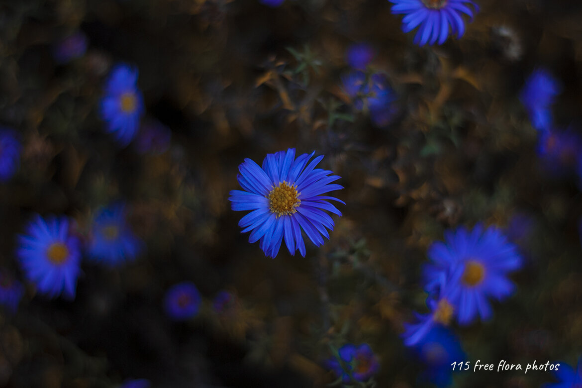 115 FREE Flora Photos - view 5