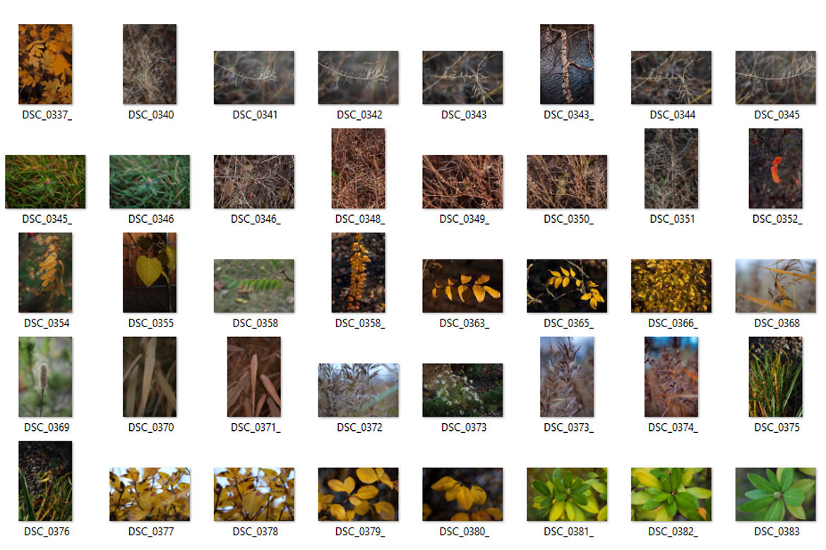 115 FREE Flora Photos alt