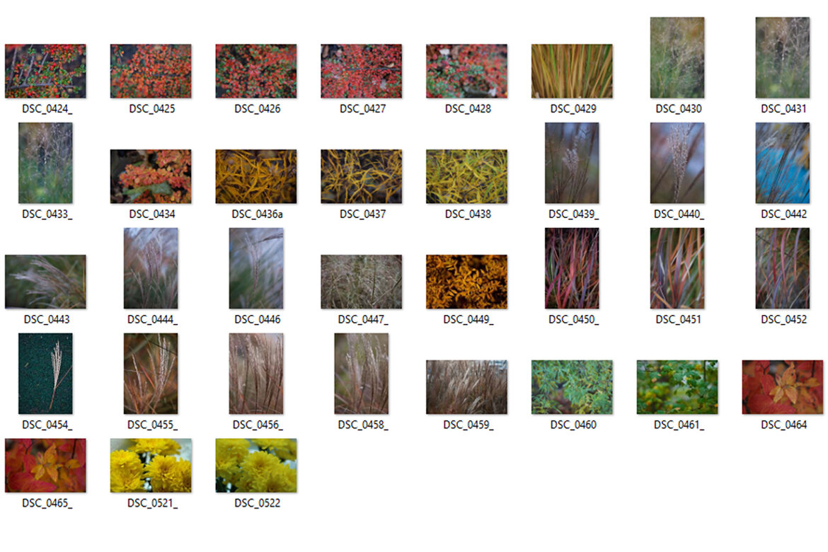 115 FREE Flora Photos - view 4