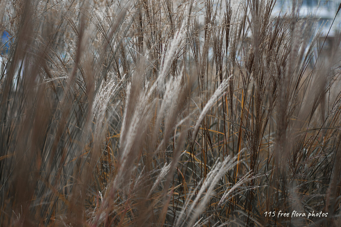 115 FREE Flora Photos - view 7