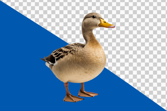 Duck on transparent background PNG image