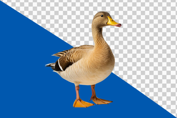 Duck on transparent background PNG image