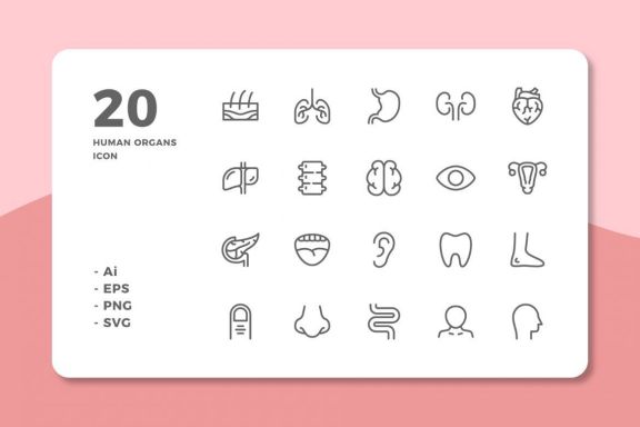 60 Human Organs Icons (3 Style)